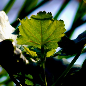 Collection de photos clin d'oeil de la catégorie Plantes